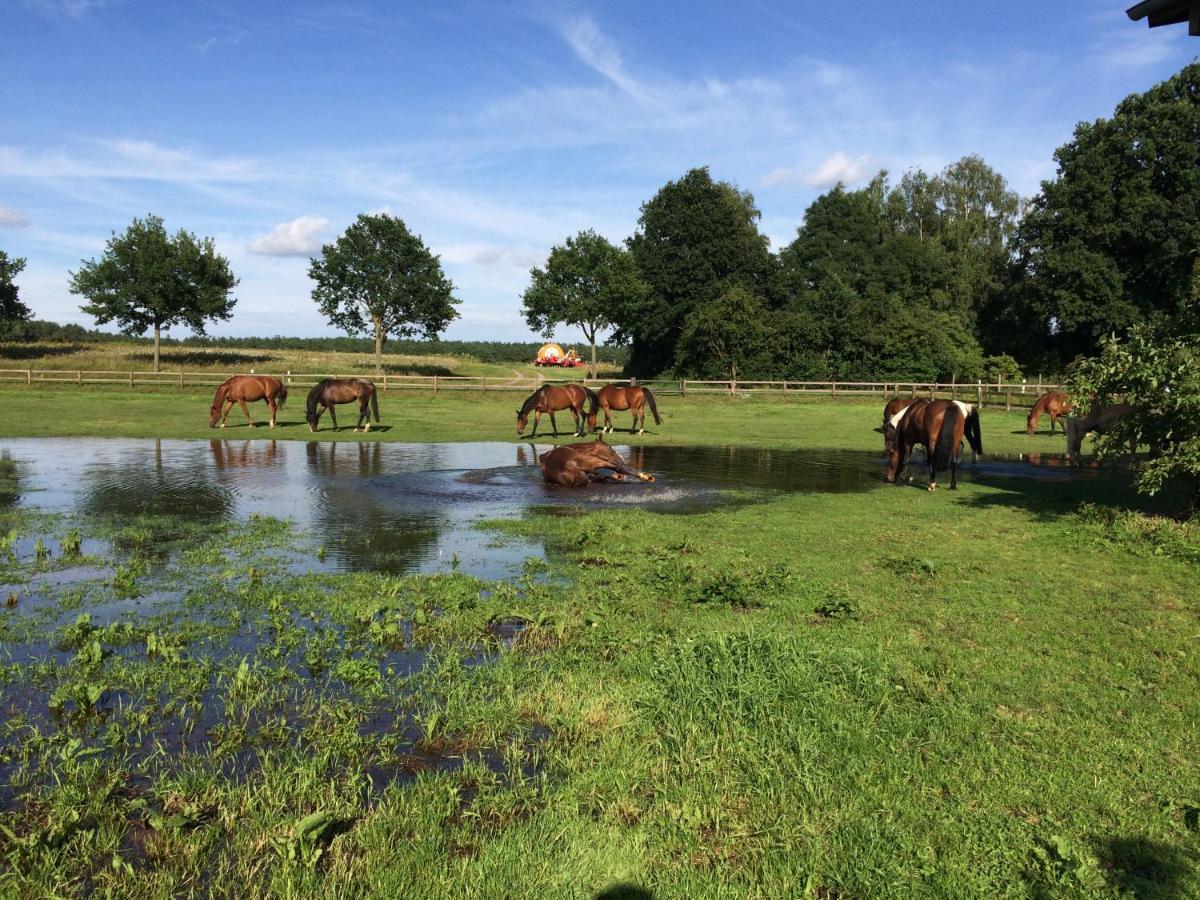 Reit- Und Bauernhof Klaucke Lägenhet Trebel Exteriör bild